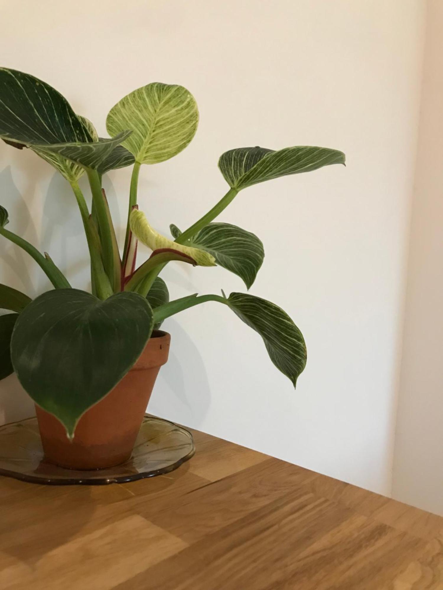 Kojsko La Cubanita B&B 외부 사진